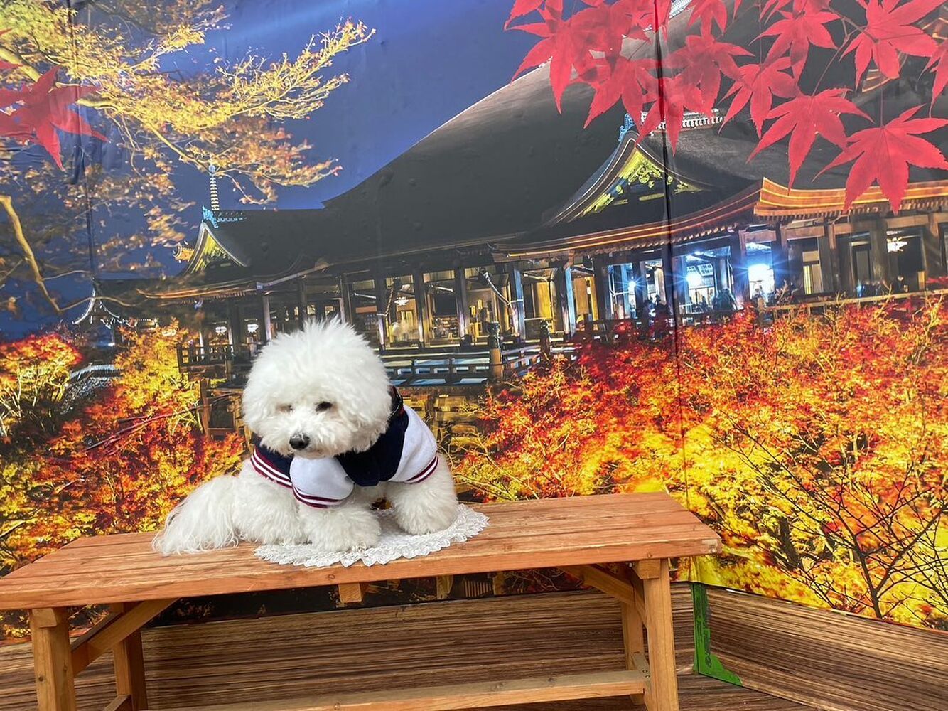 画像28331