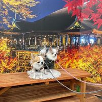 画像28348