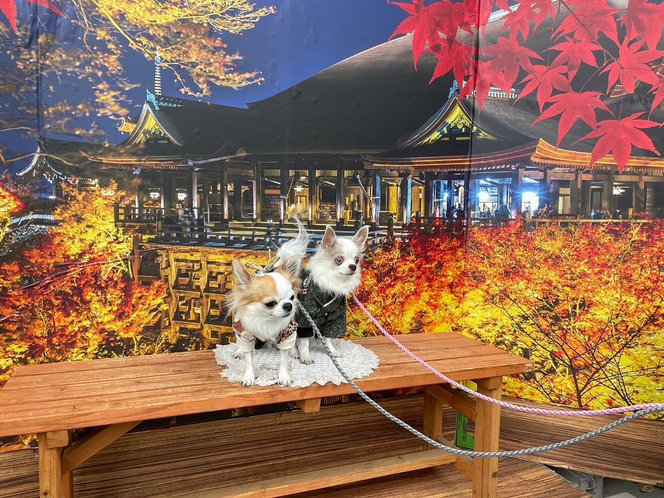 画像28348