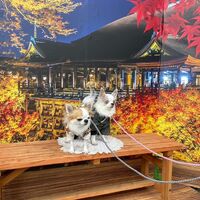 画像28349
