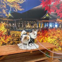 画像28350