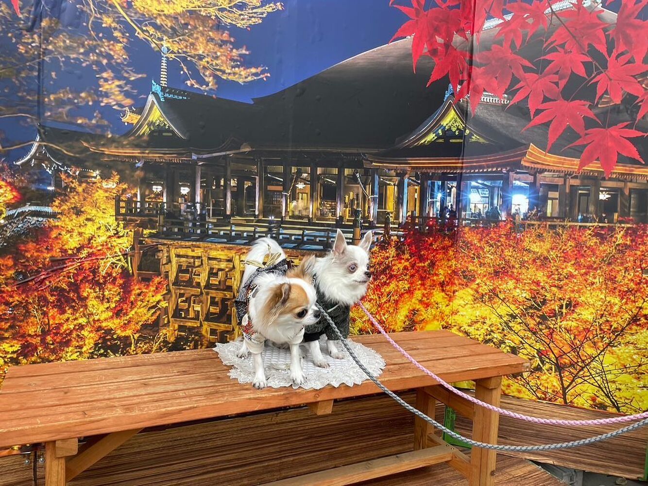 画像28350