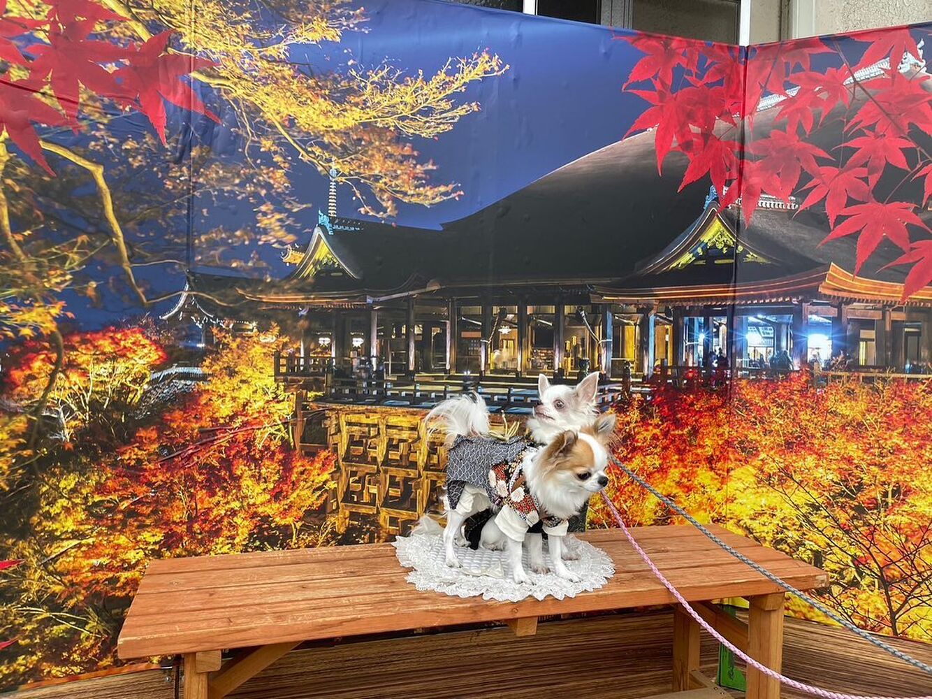 画像28351