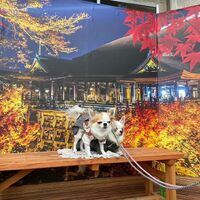 画像28352