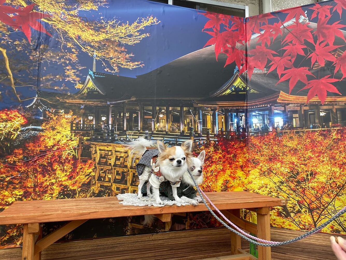 画像28352