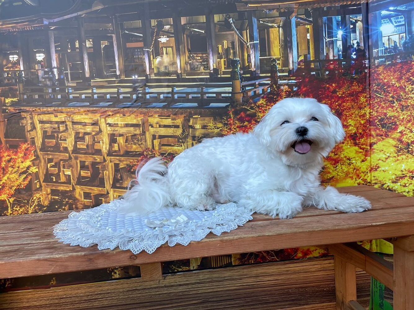 画像28434
