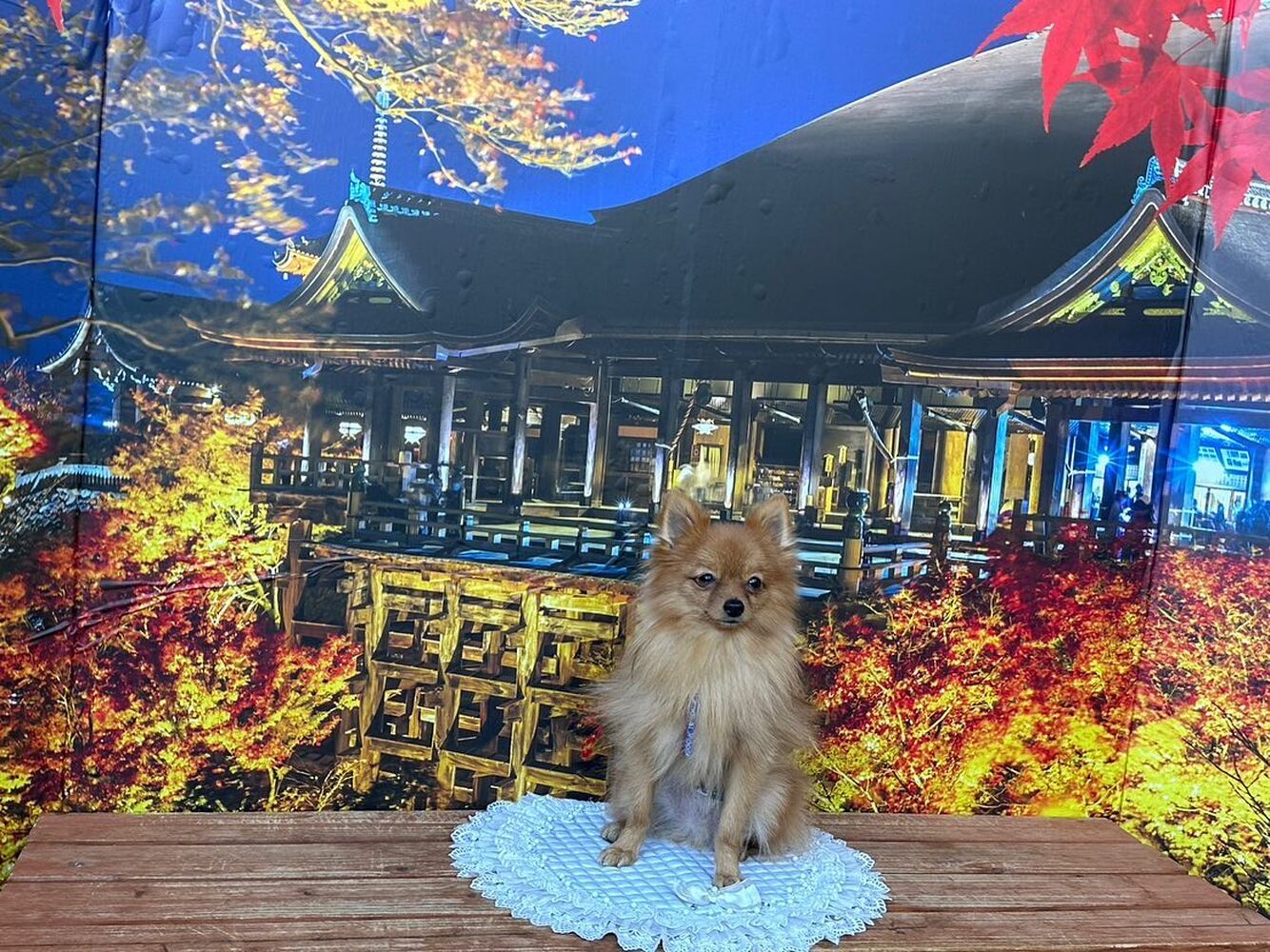 画像28454