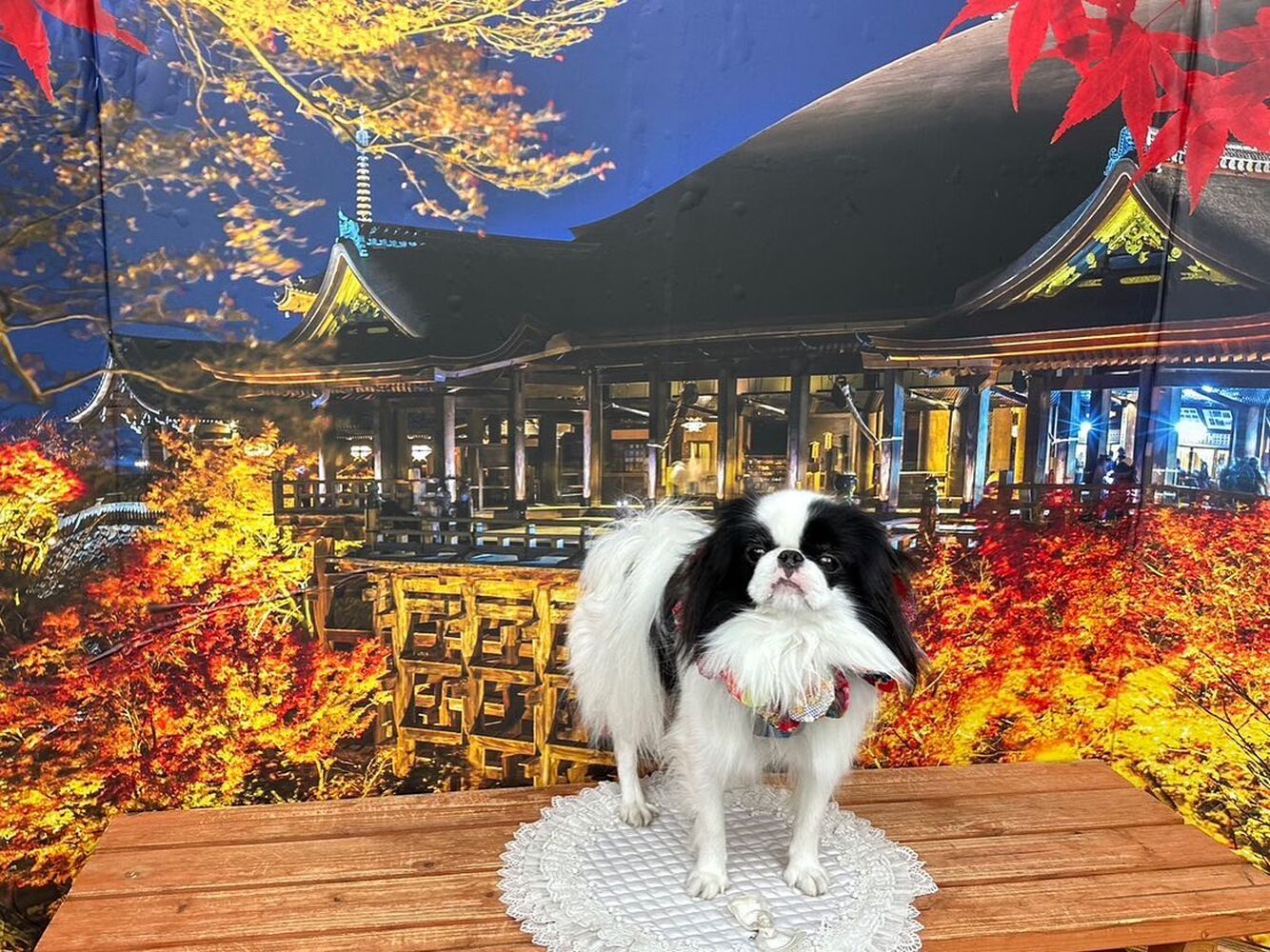 画像28491