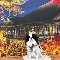 画像28492