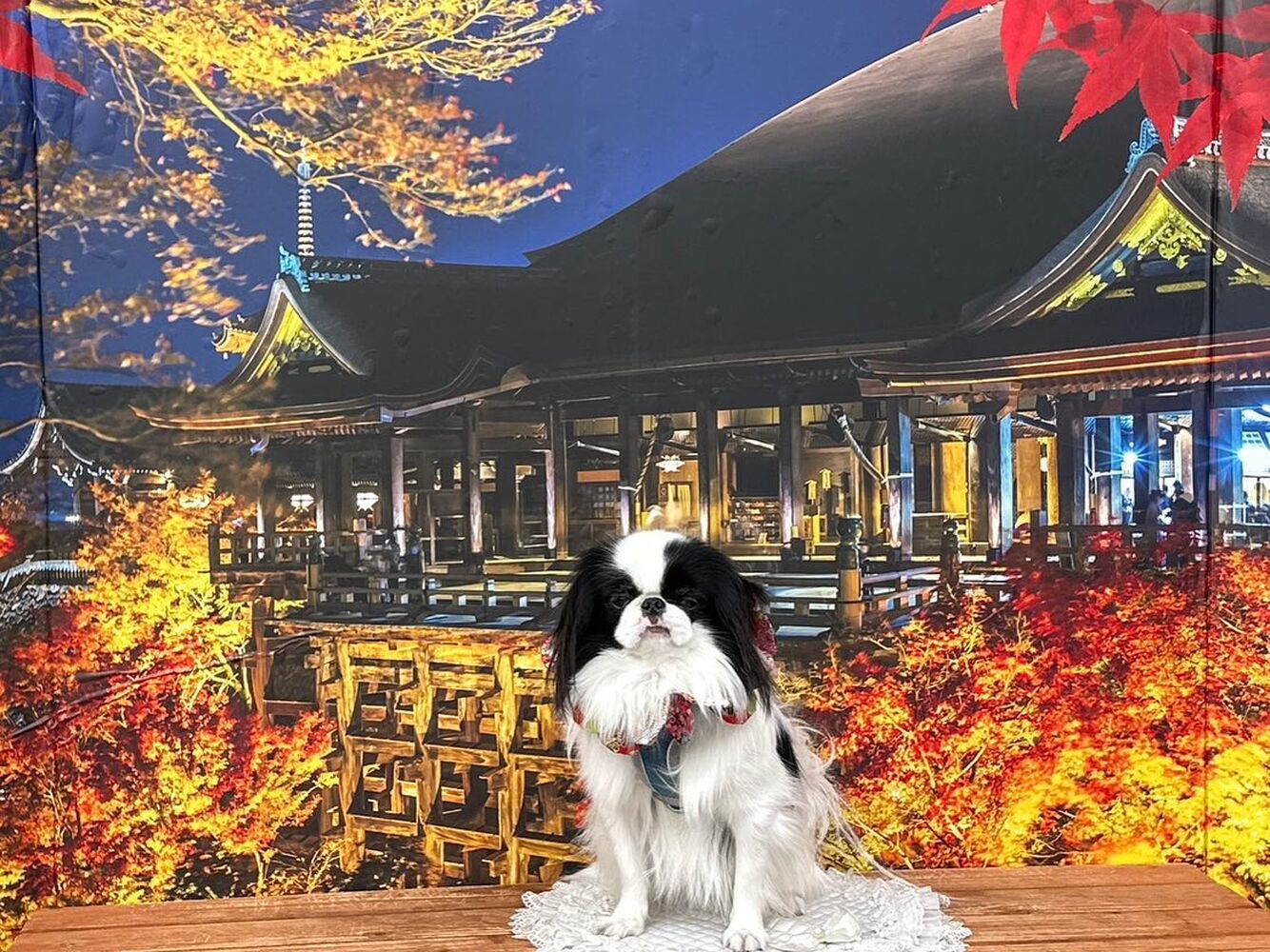 画像28492
