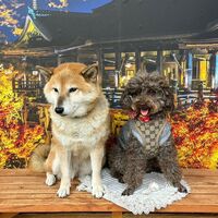 画像28509