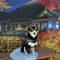 画像28538