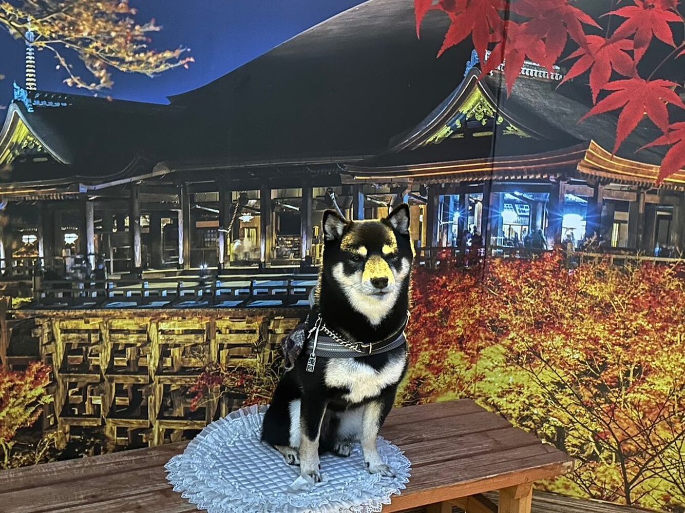 画像28538