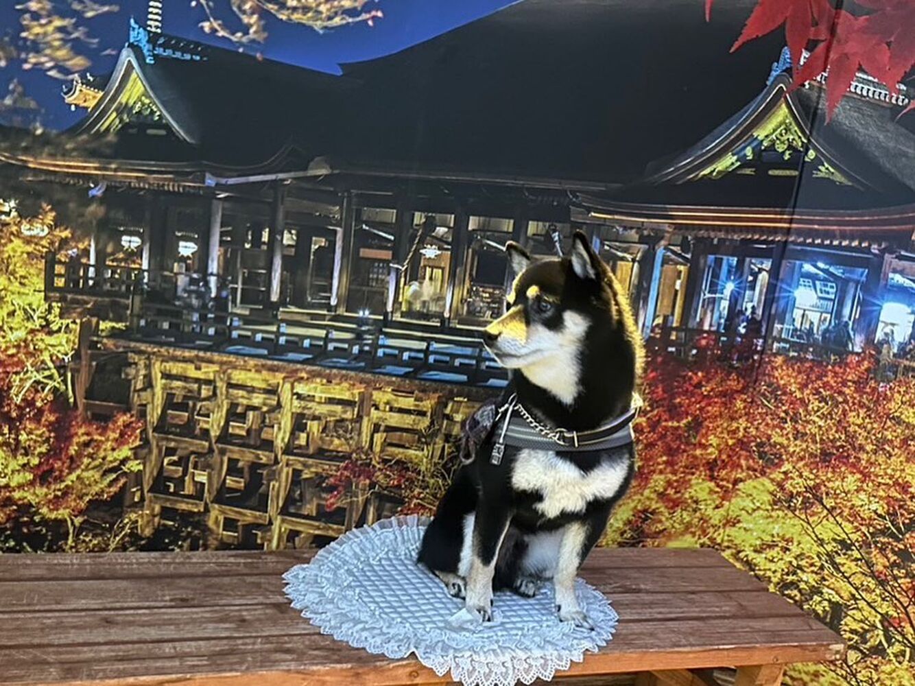 画像28539