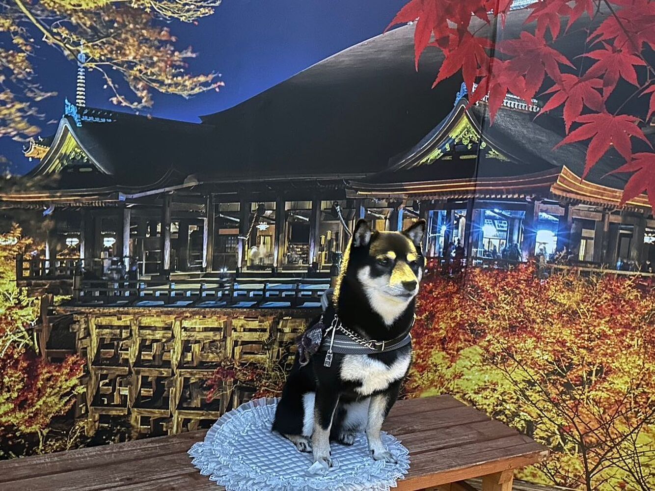 画像28540