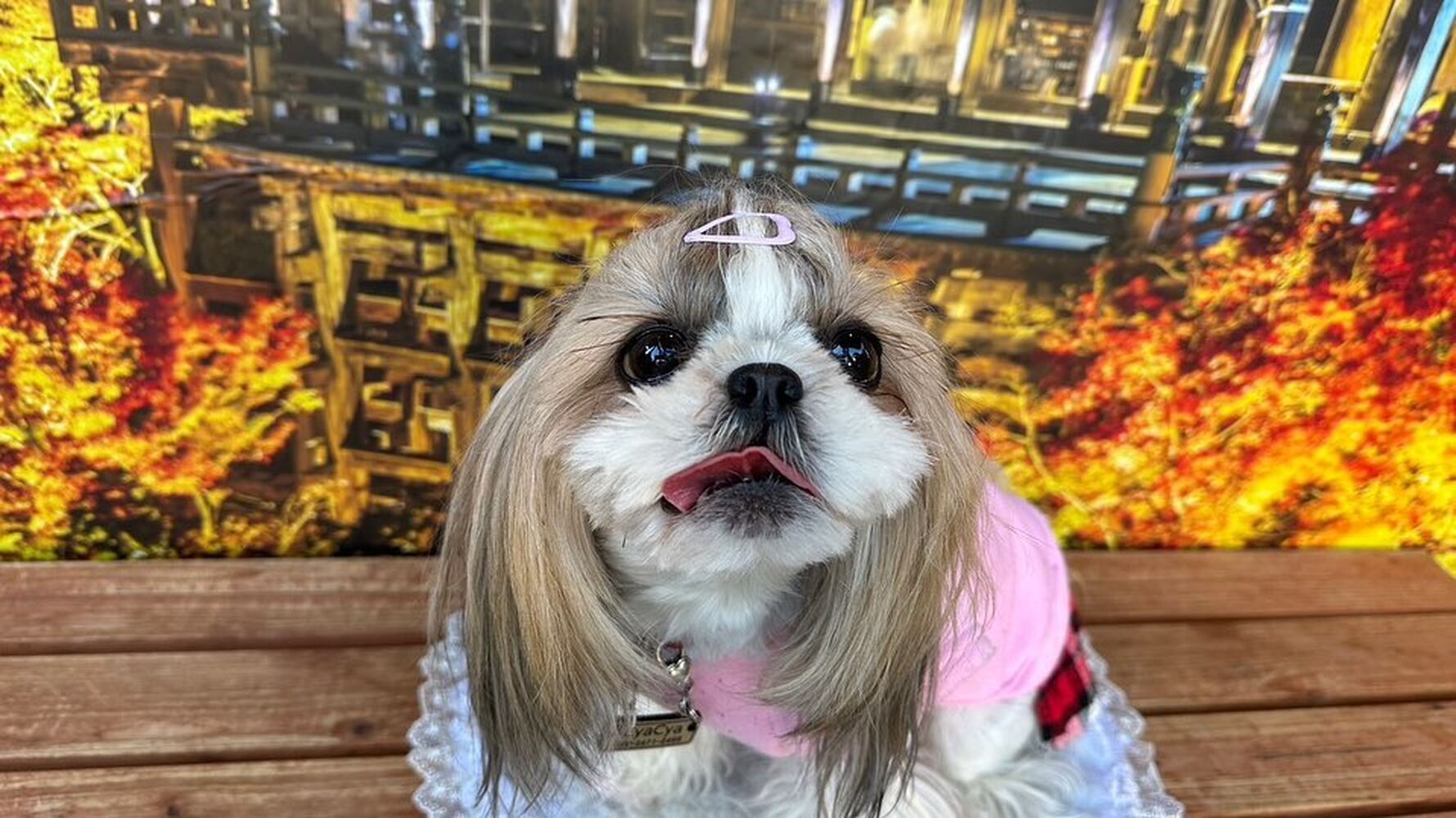 画像28556