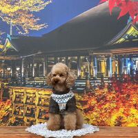 画像28577