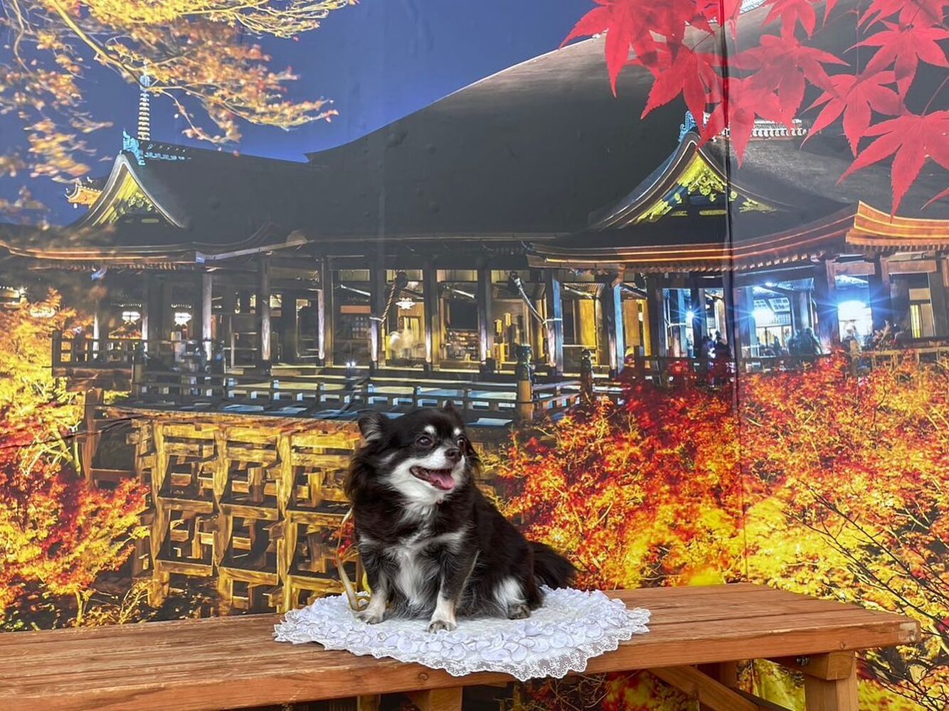 画像28585
