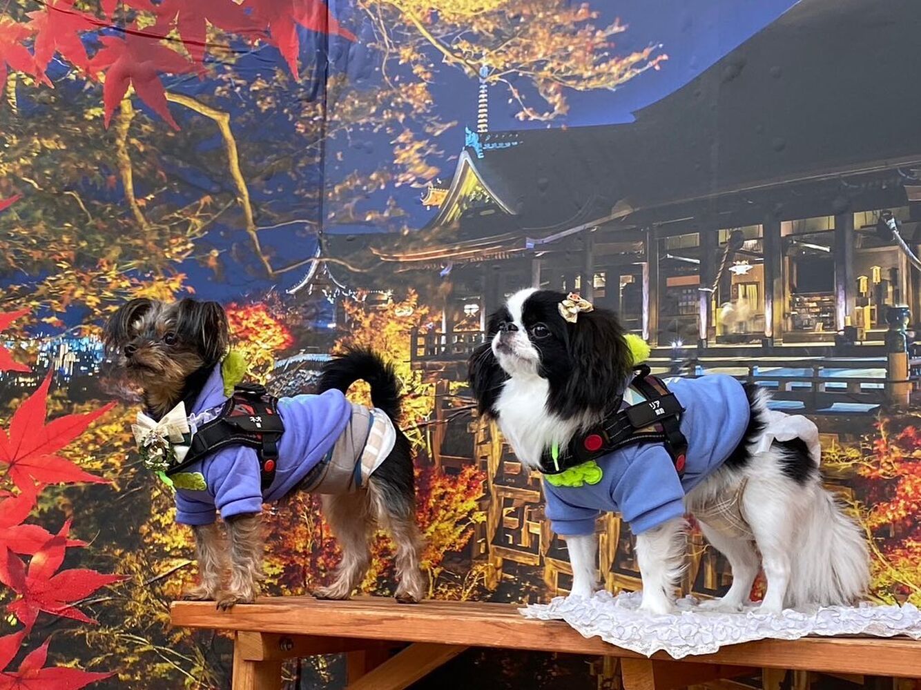 画像28622