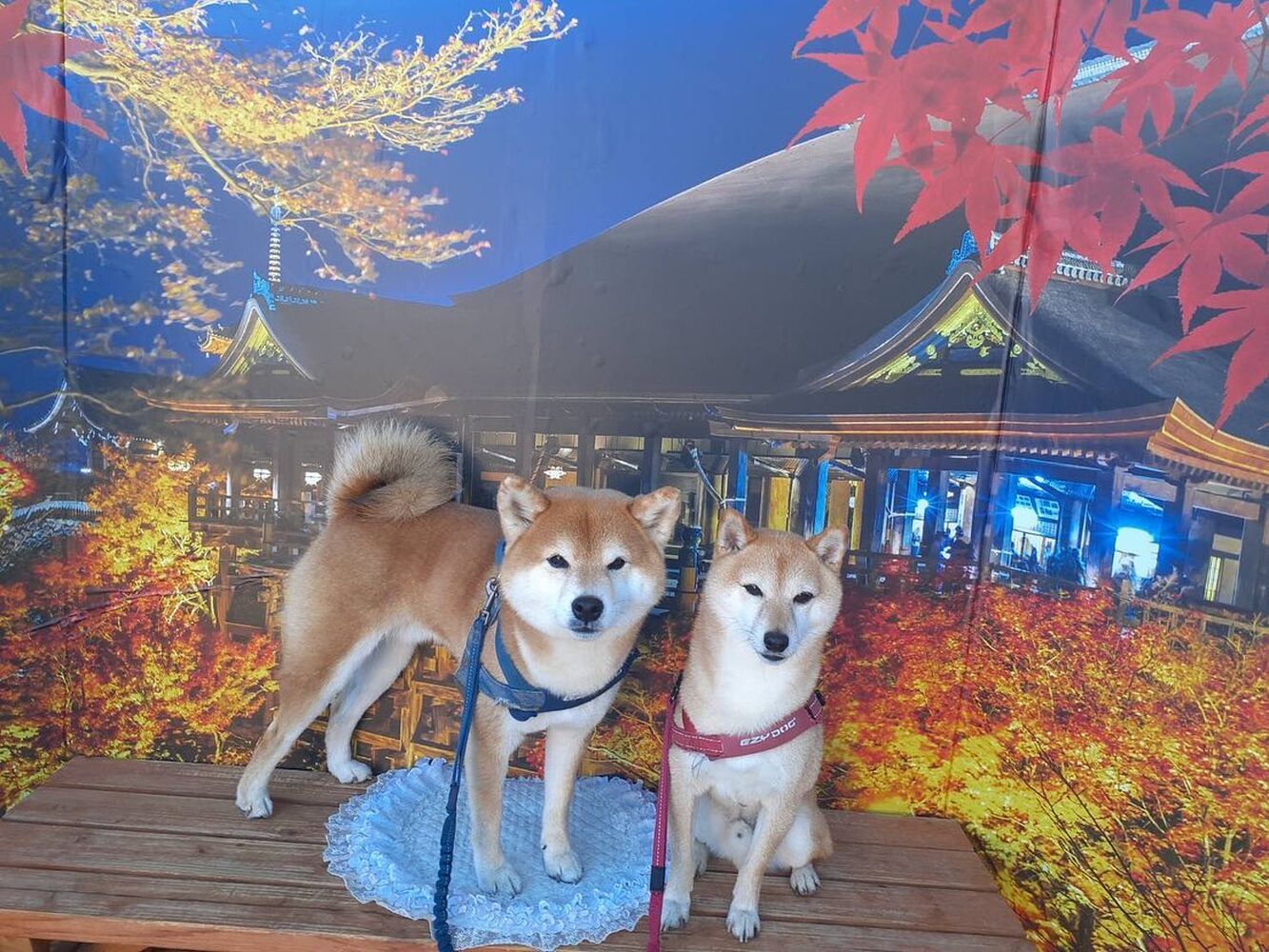 画像28651