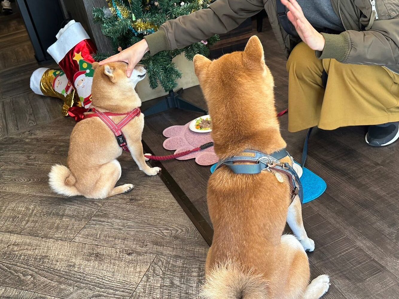 画像28655