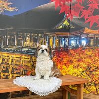 画像28665