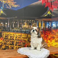 画像28667