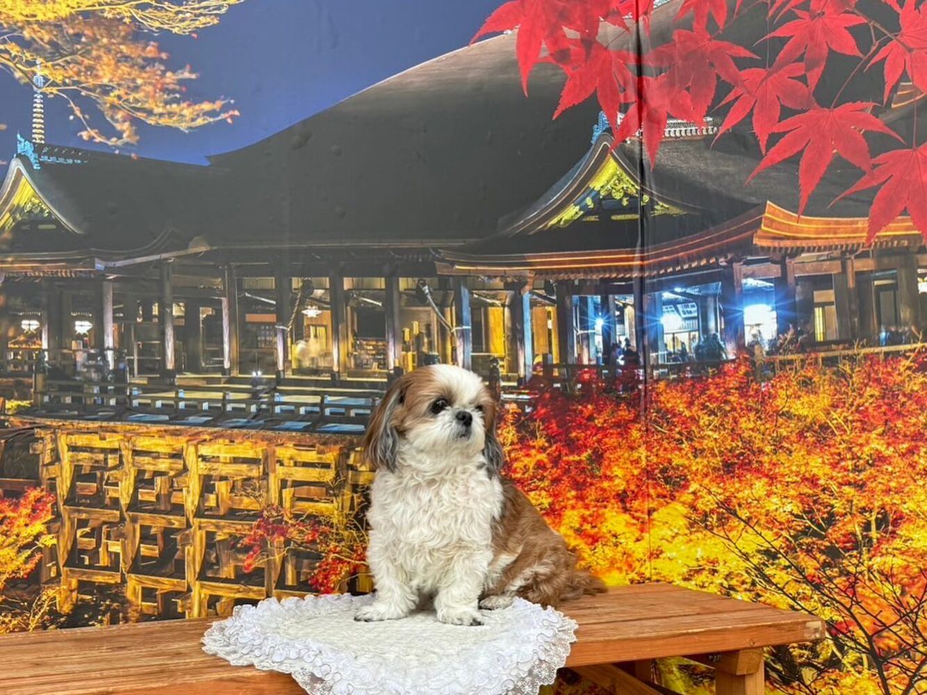 画像28668