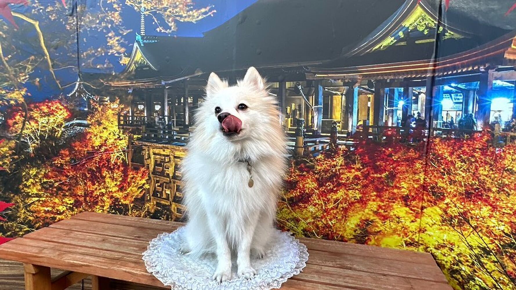画像28681