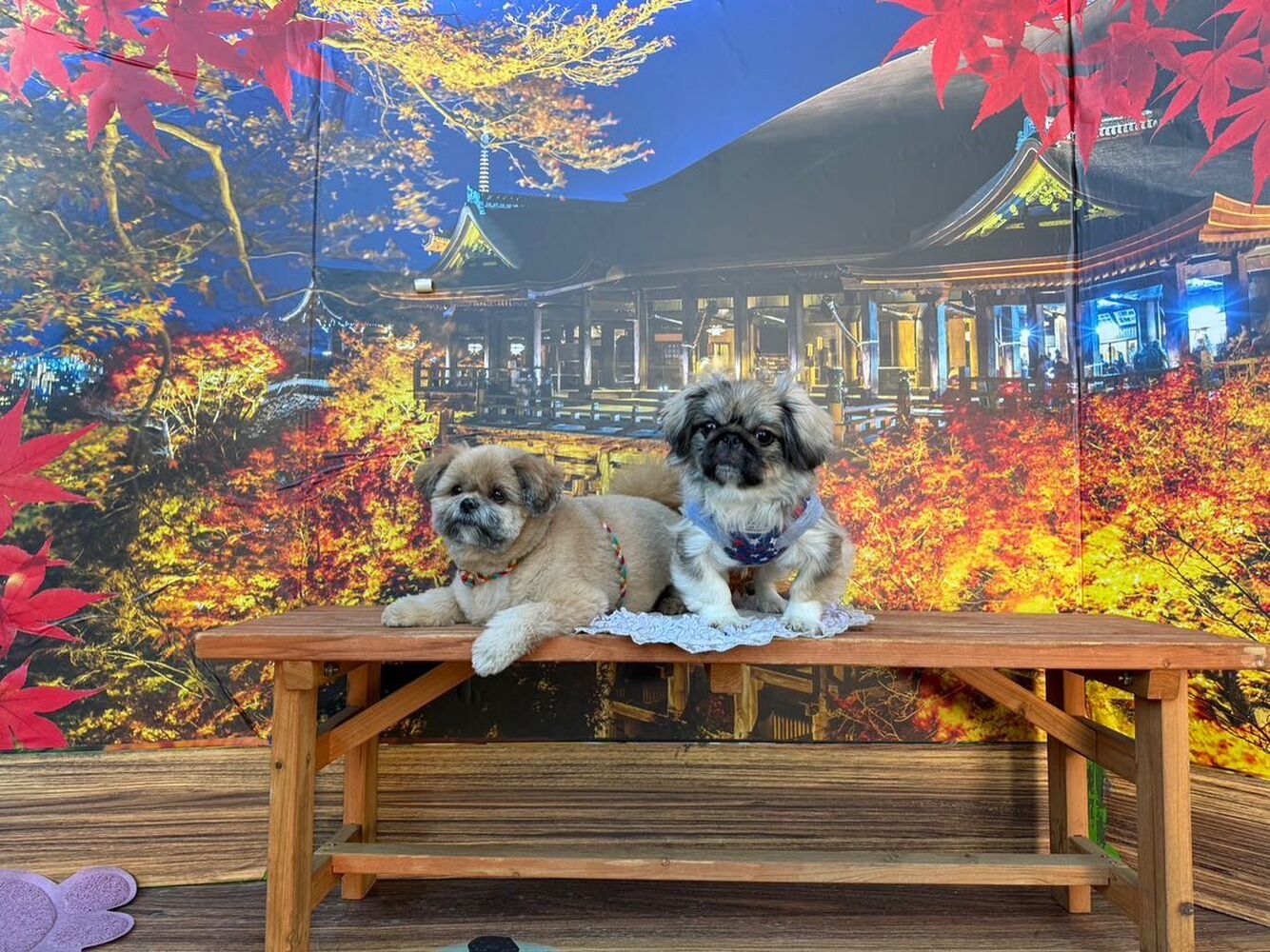 画像28747
