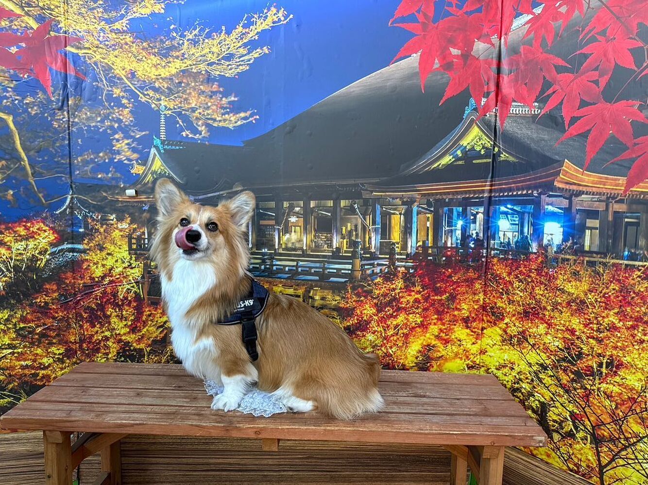 画像28766