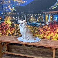 画像28785
