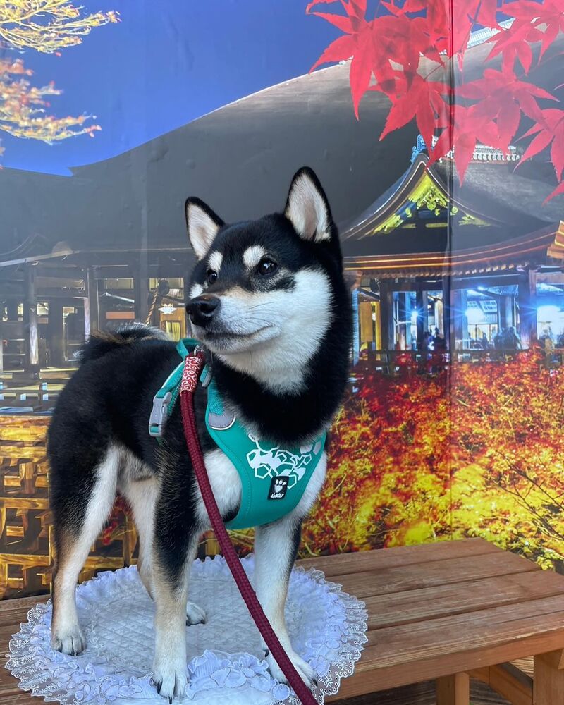 画像28813