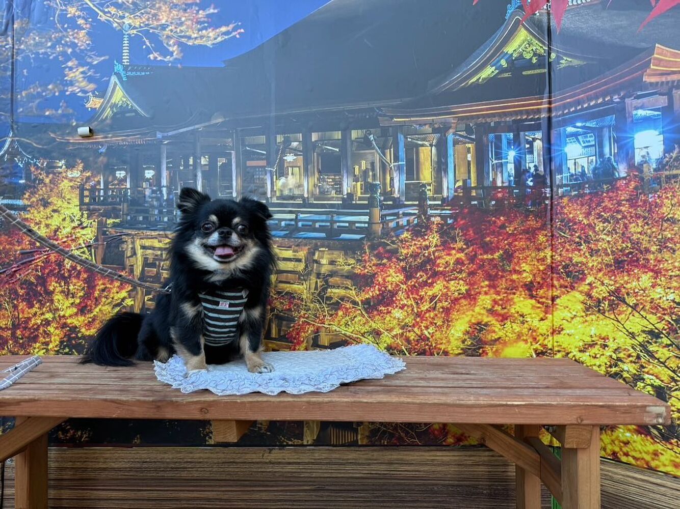 画像28828