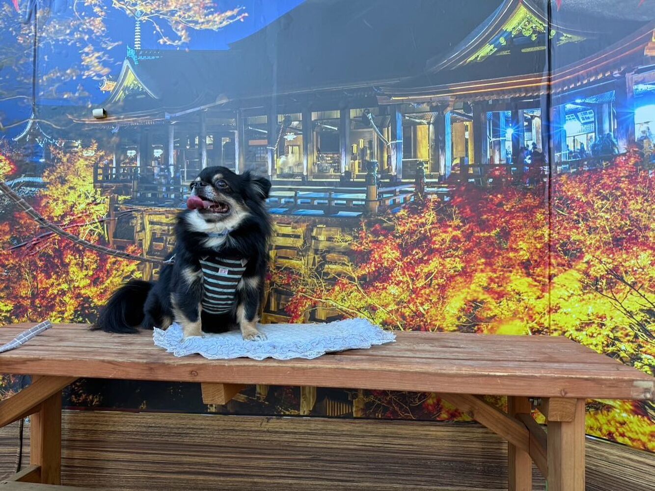 画像28829