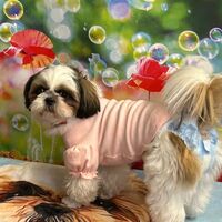 画像28866