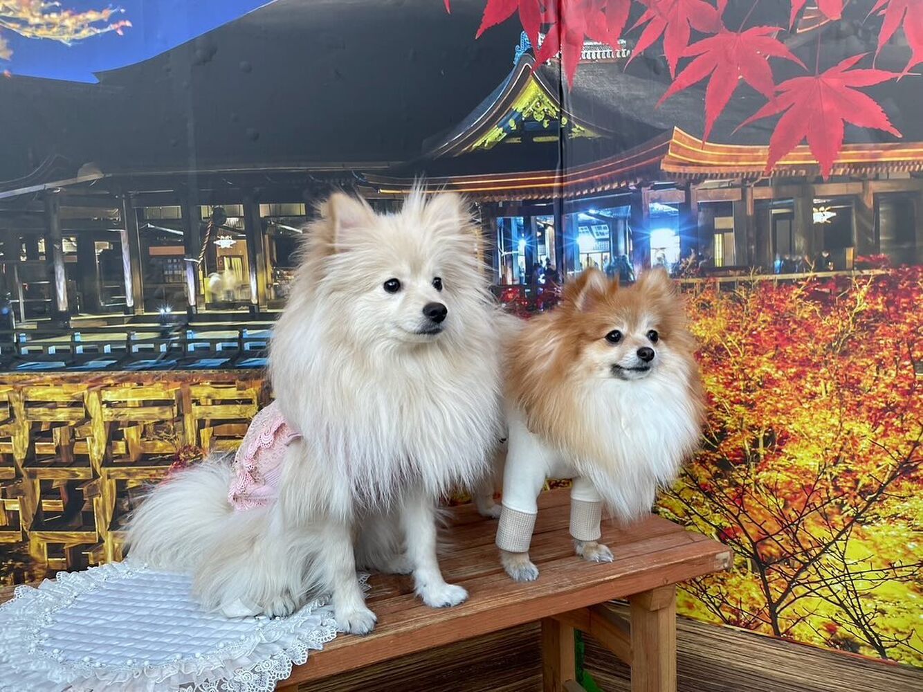 画像28932