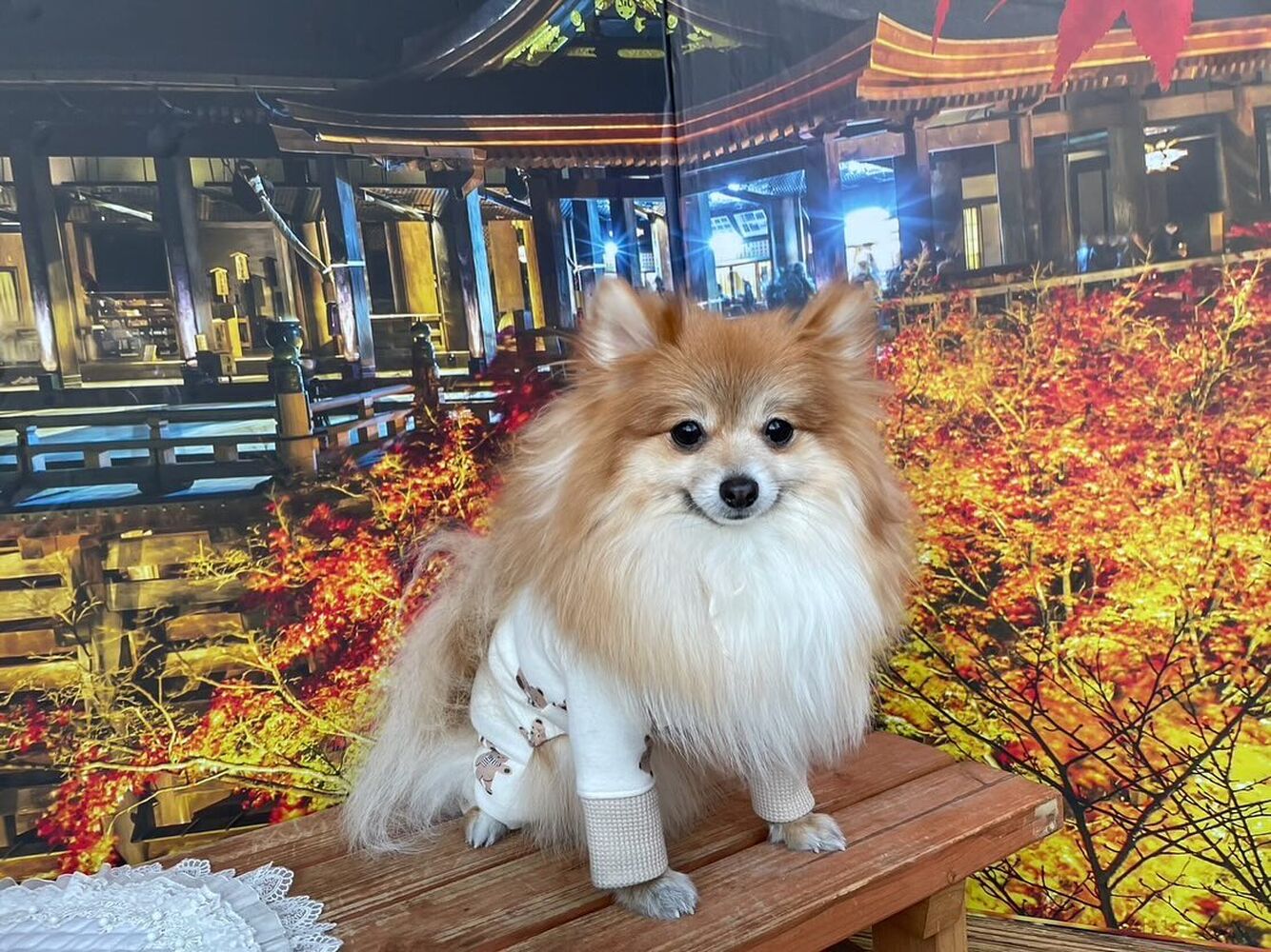 画像28933
