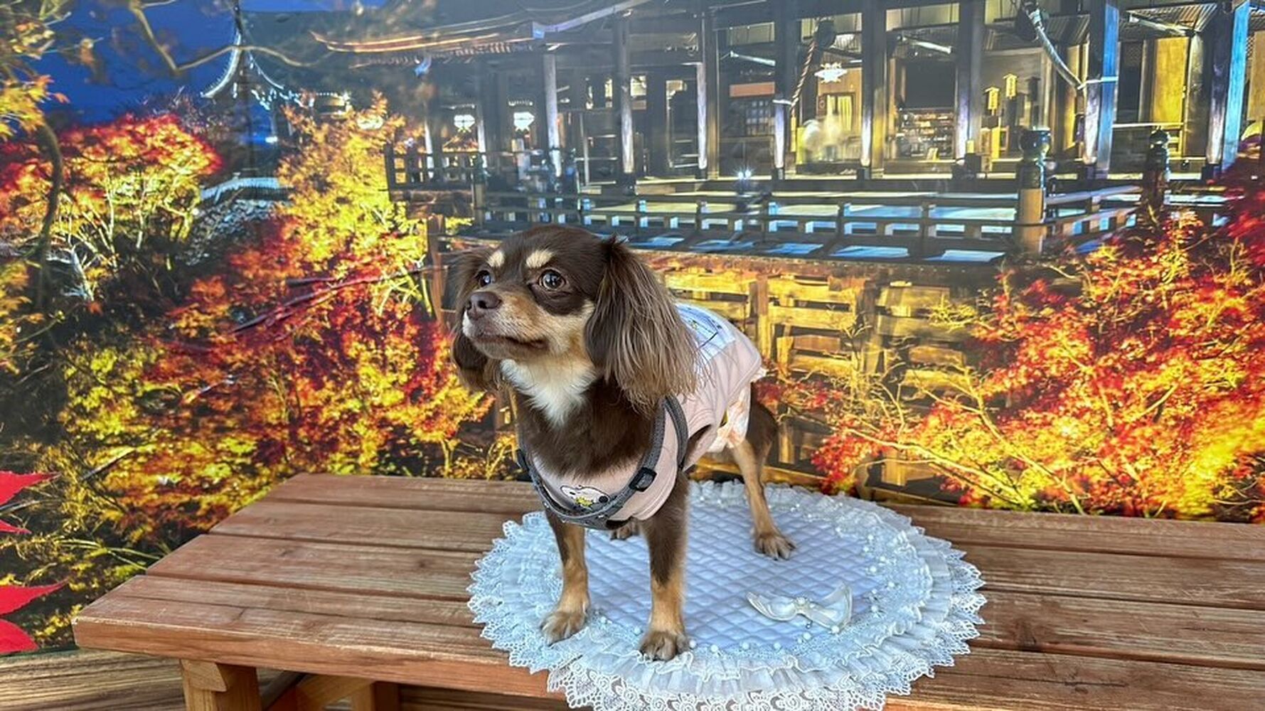 画像28977