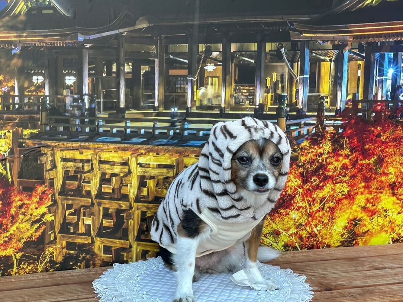 画像28983