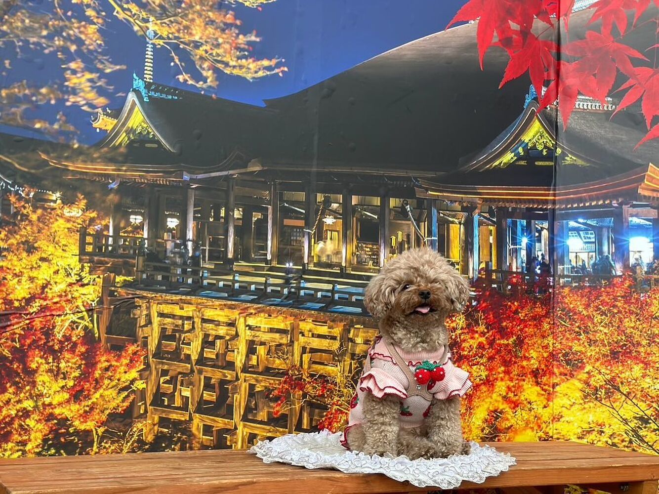 画像29067