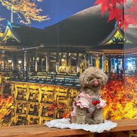 画像29069