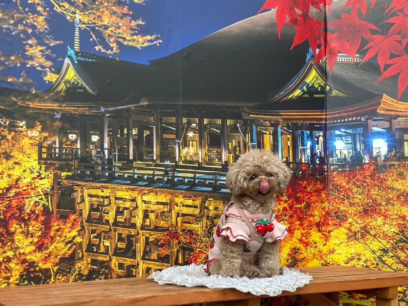 画像29069