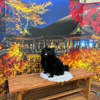 画像29109