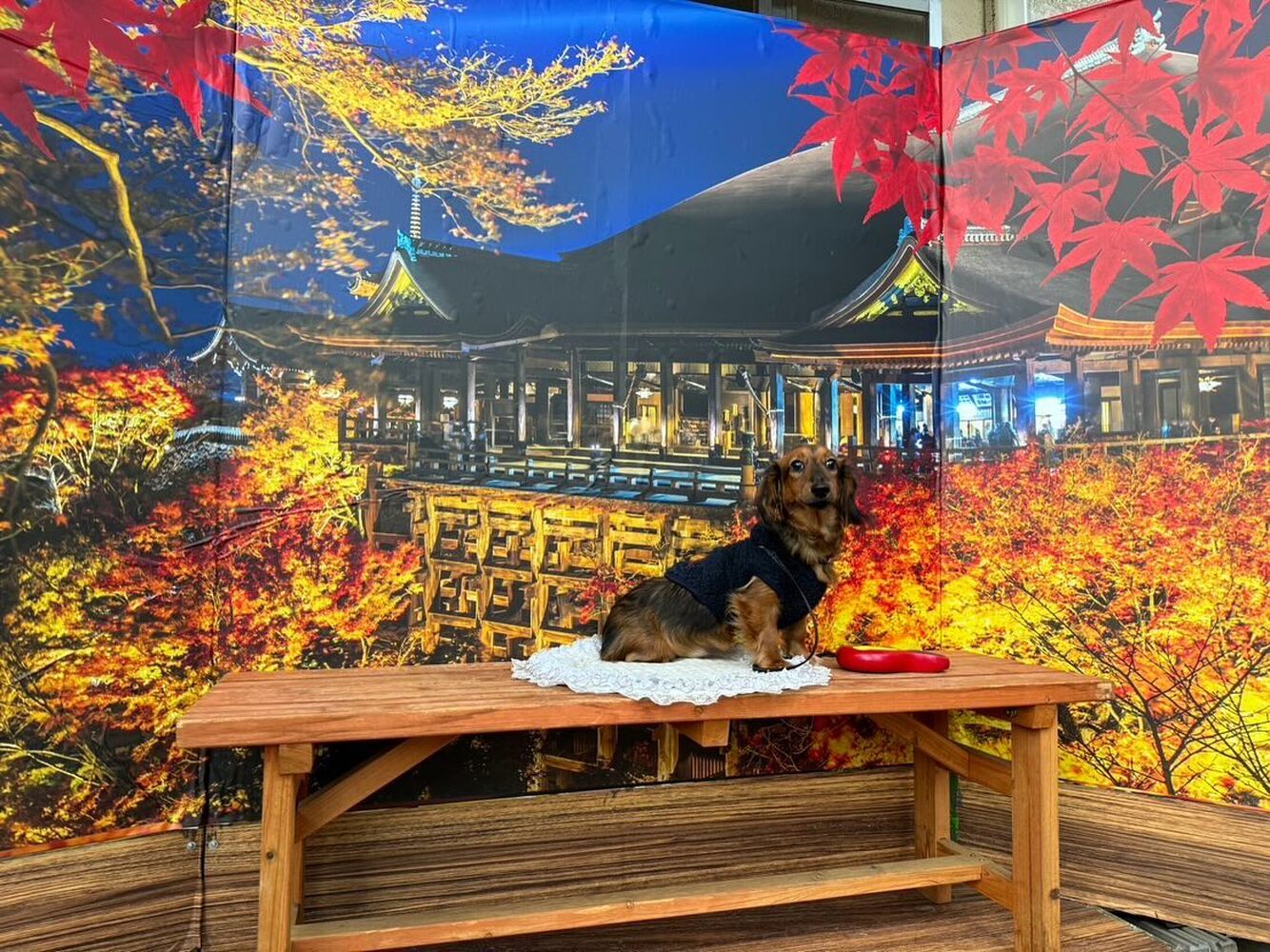画像29116