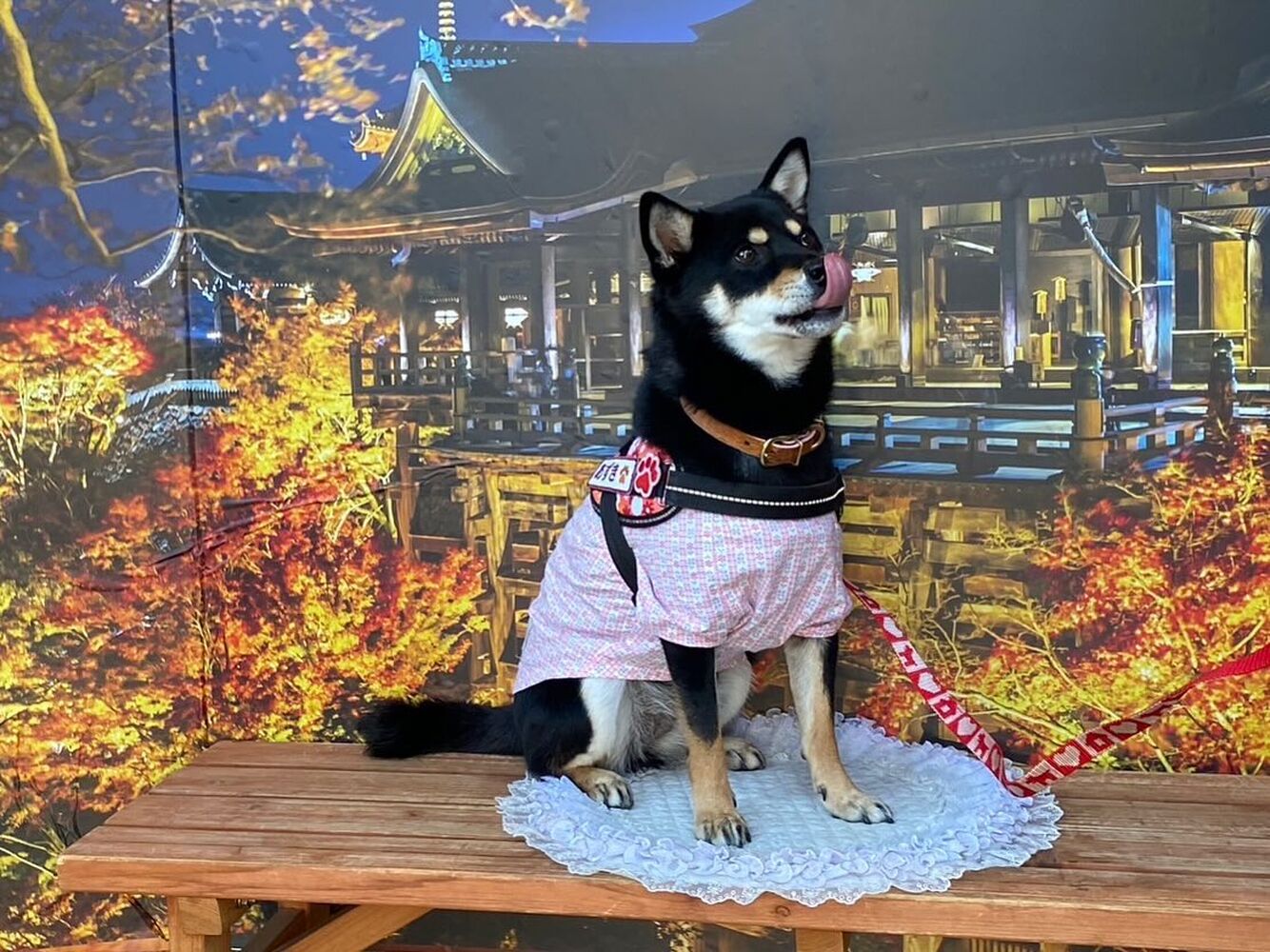 画像29191