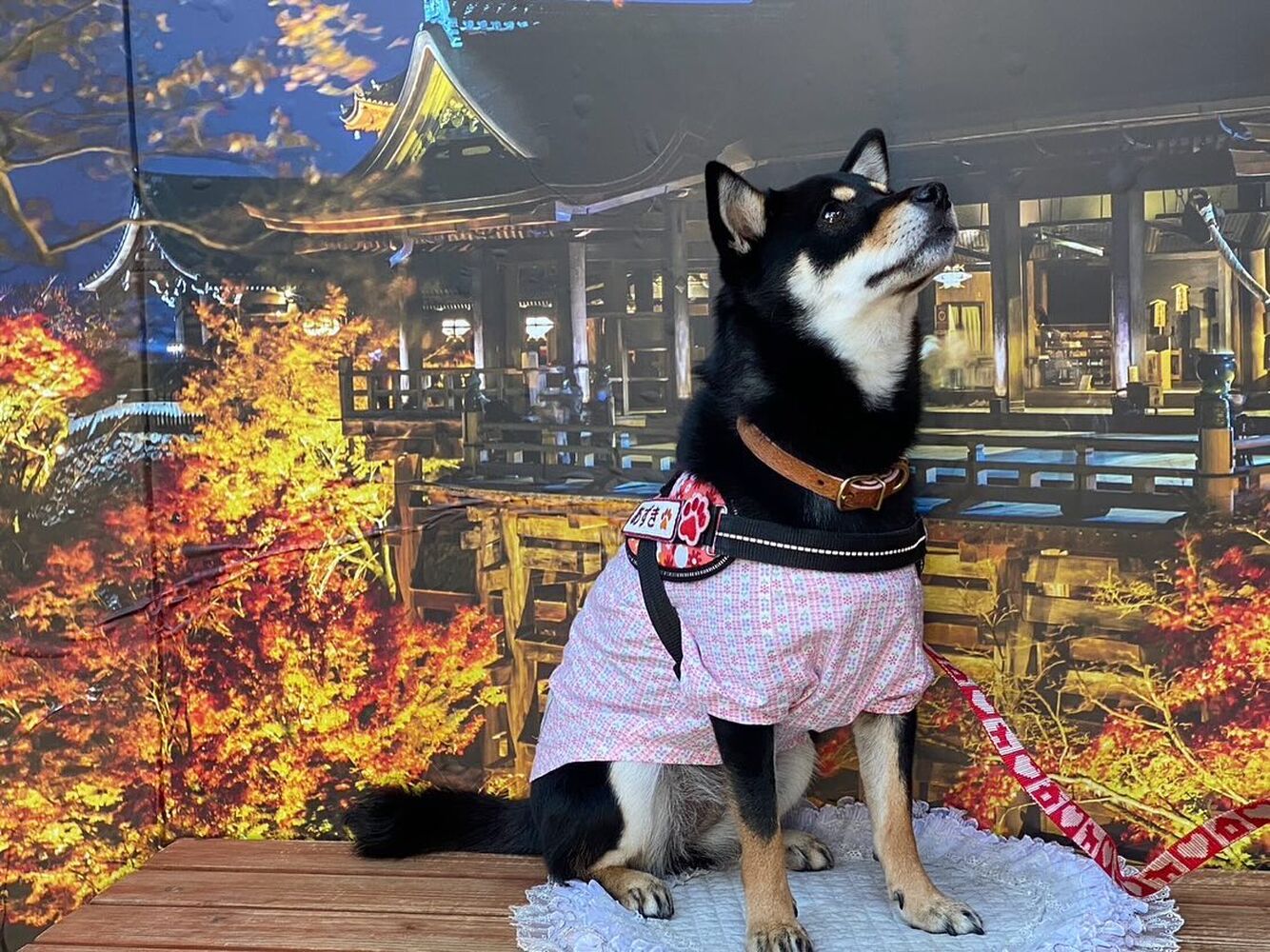 画像29192