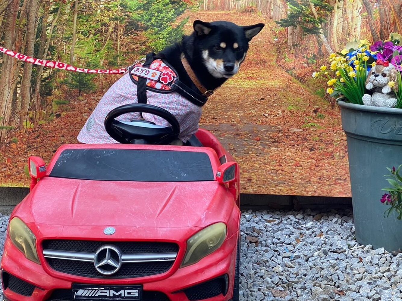 画像29198