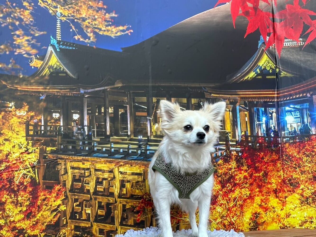 画像29202