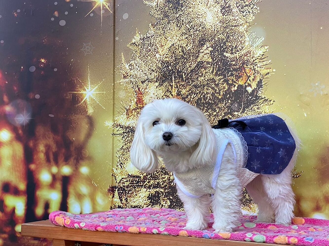 画像2923